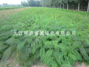 合欢小苗 合欢树