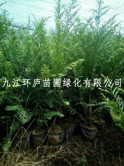 红豆杉种子