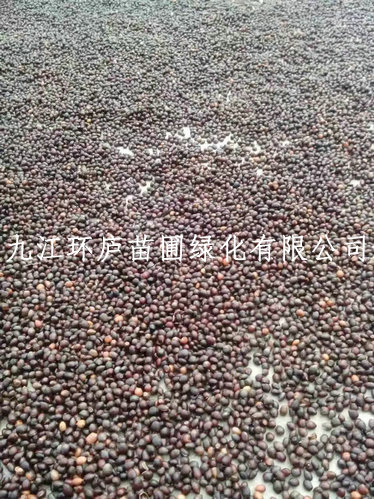红豆杉种子
