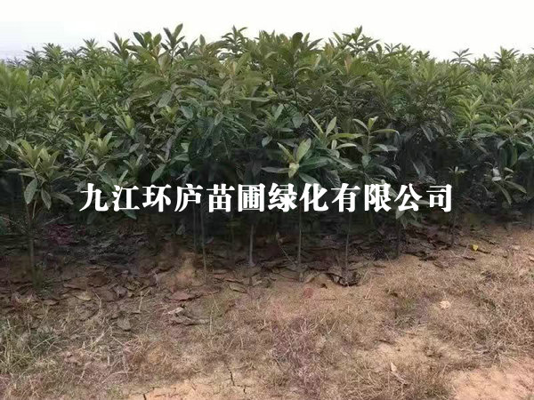 琵琶小苗