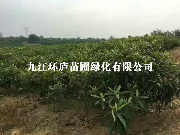 琵琶小苗