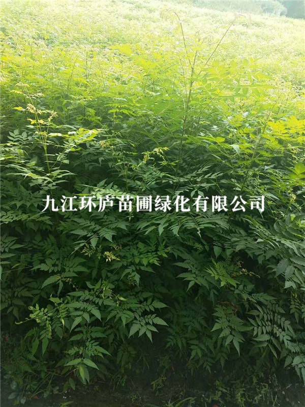 栾树