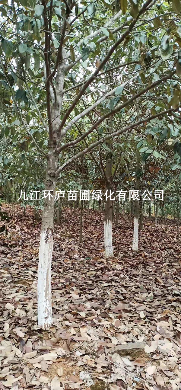 金叶含笑
