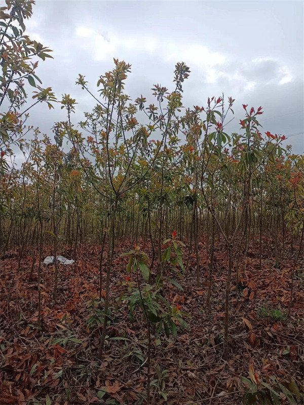 木荷地径1.5－3公分